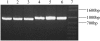 F<sc>igure</sc> 1.—