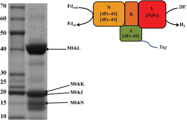 Fig. 4.