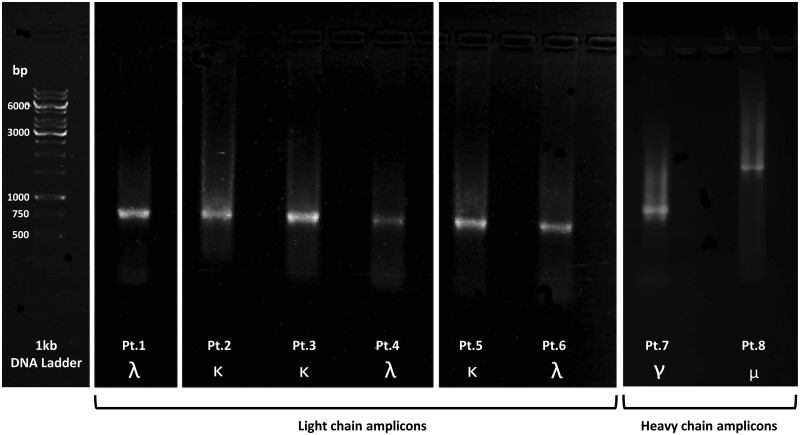 Picture of an agarose gel showing representative bands from barcoding PCR products obtained when amplifying light chains (amplicon size 750-800 base pair), gamma heavy chains (amplicon size 1000 base pair), or mu heavy chains (amplicon size 2000-2500 base pair).