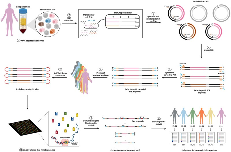 Graphical representation of the SMaRT M-Seq technique, depicting mononuclear cell separation (1), RNA extraction (2), retrotranscritption and circularization (3), amplification of expressed immunoglobulin genes via inverse PCR (4), incorporation of sample barcodes (5), samples pooling (6), library preparation (7), long-read DNA sequencing (8) and bioinformatics (9) and immunogenetics analyses (10) to identify clonal immunoglobulin gene sequences.