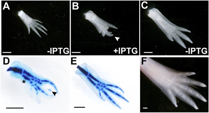 Fig. 3.