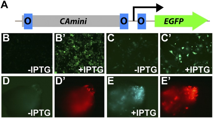 Fig. 2.