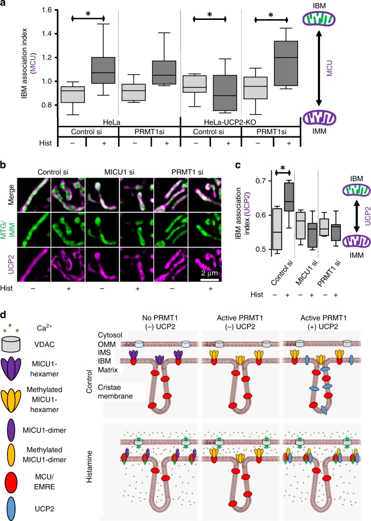 MICU1 controls cristae junction and spatially anchors mitochondrial Ca2 ...