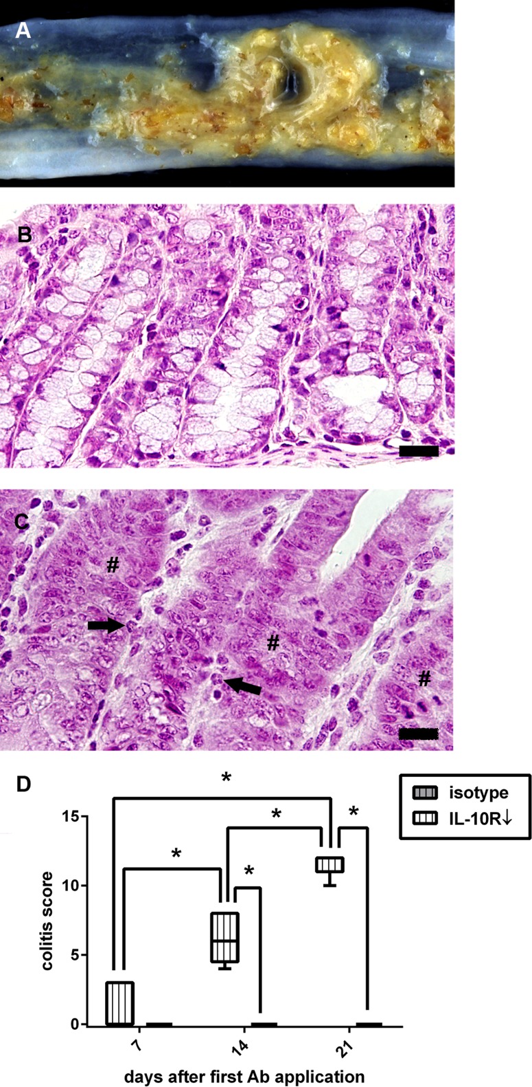 Fig 10