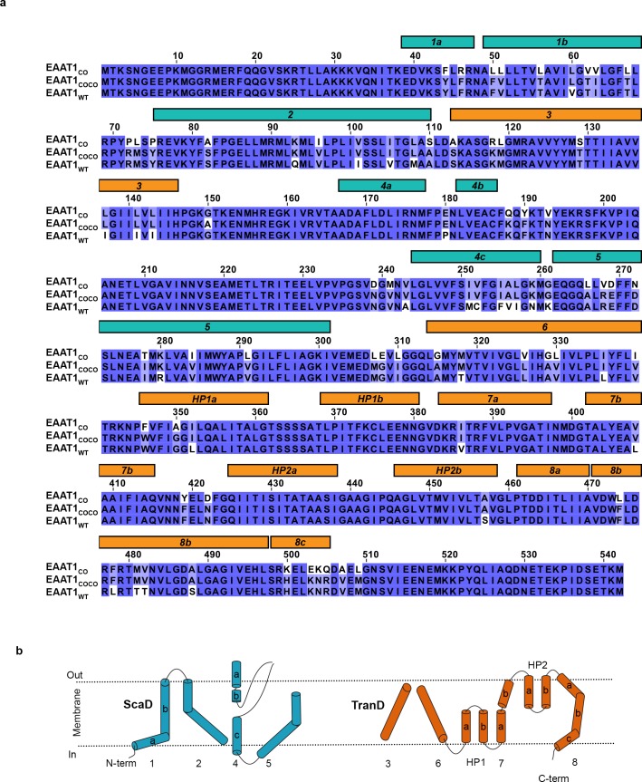 Figure 1—figure supplement 1.