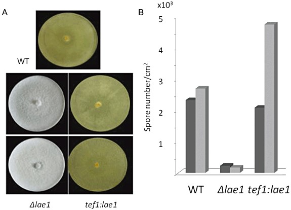 Figure 11