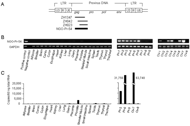 Figure 1