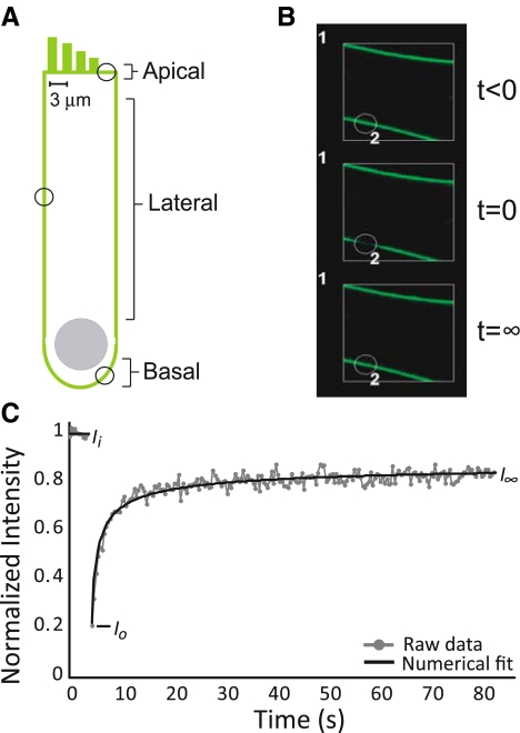 FIG. 1