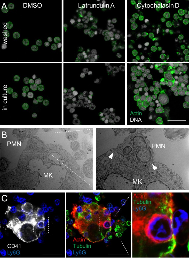 Figure 3—figure supplement 1.