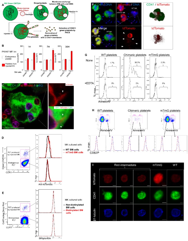 Figure 5—figure supplement 1.