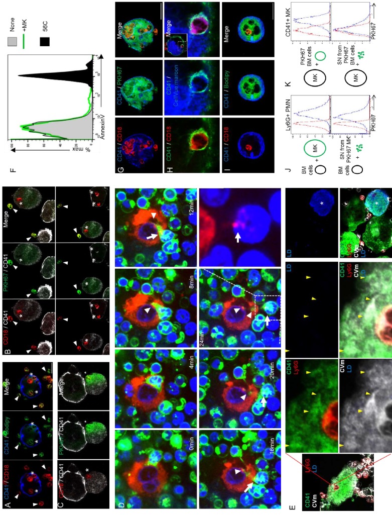 Figure 4—figure supplement 1.