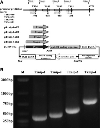 FIGURE 1