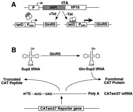 FIG. 1