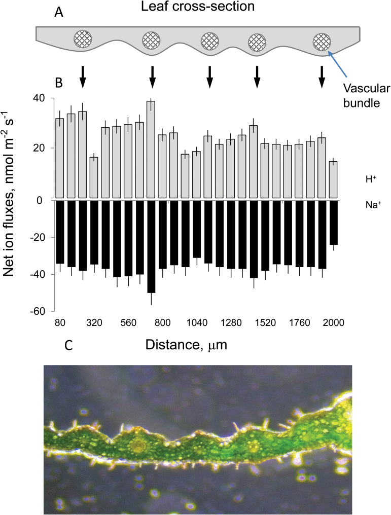 Fig. 4.