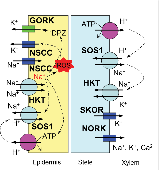 Fig. 7.