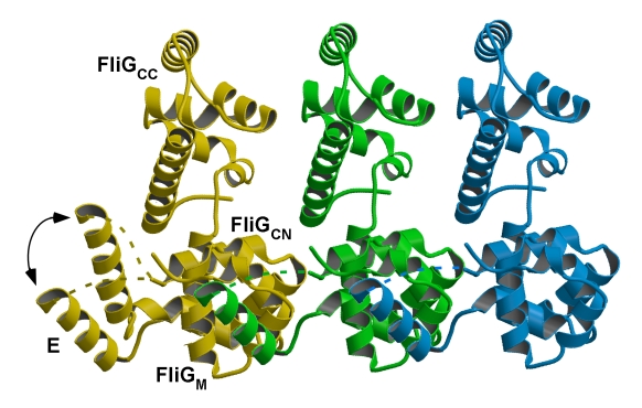 The motion of helix E caused by the conformational change of the hinge
between FliGM and helix E is key to the cooperative switching of
flagellar motor rotation.