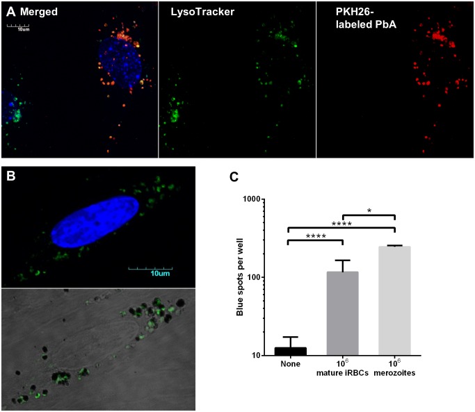 Fig 6