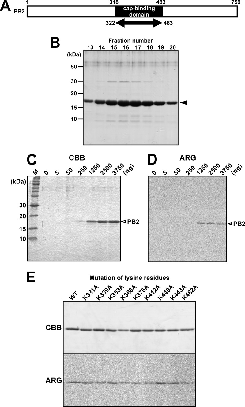 FIGURE 2.