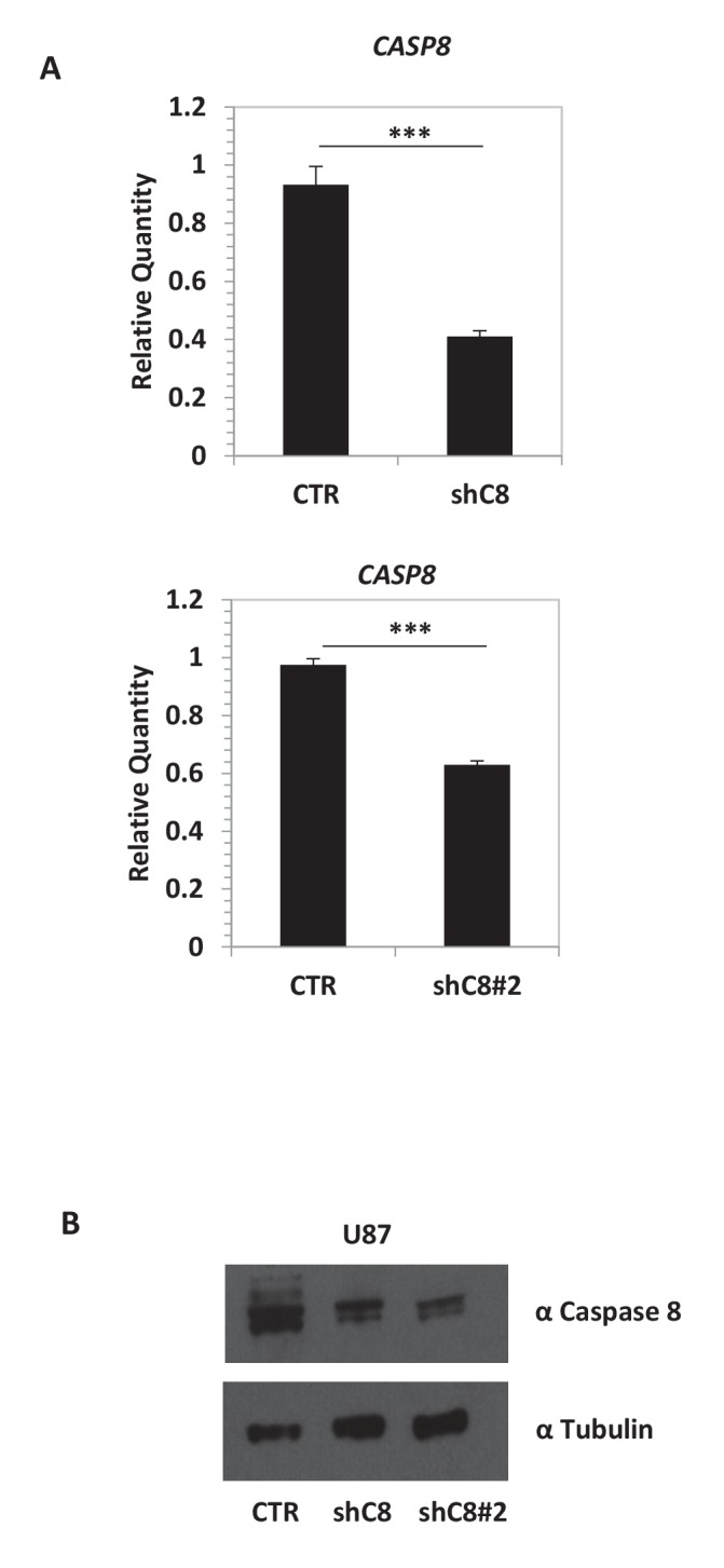 Figure 1—figure supplement 1.