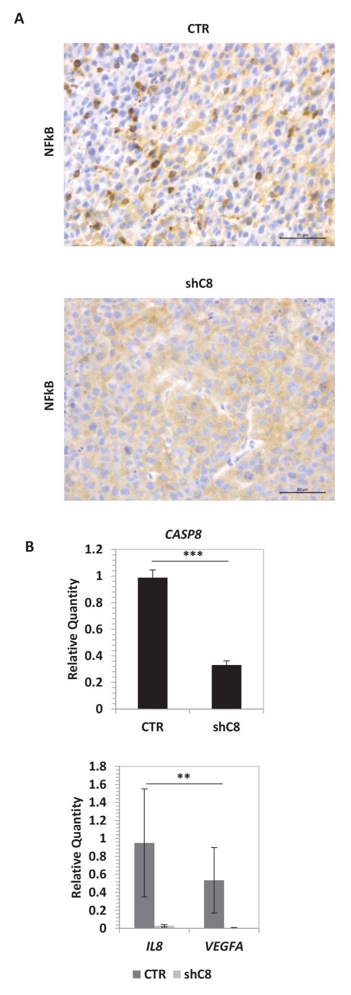 Figure 3—figure supplement 1.