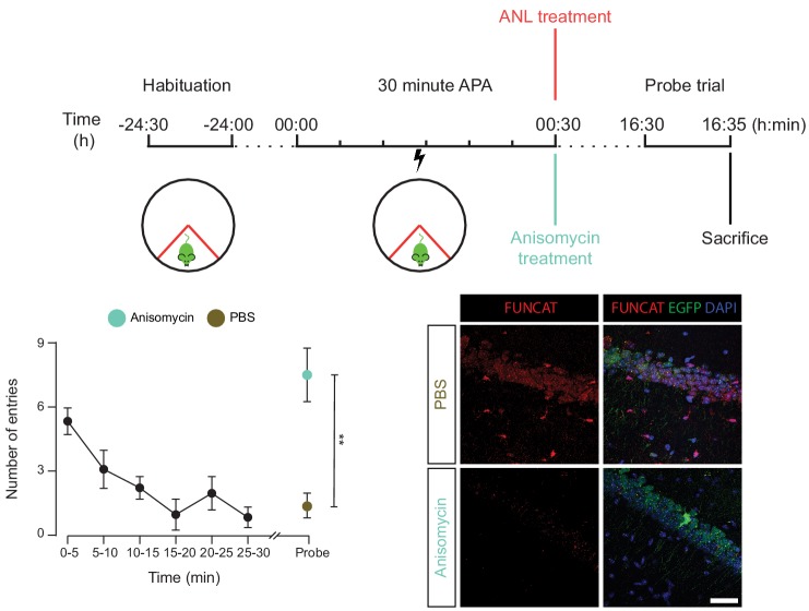 Figure 3—figure supplement 2.