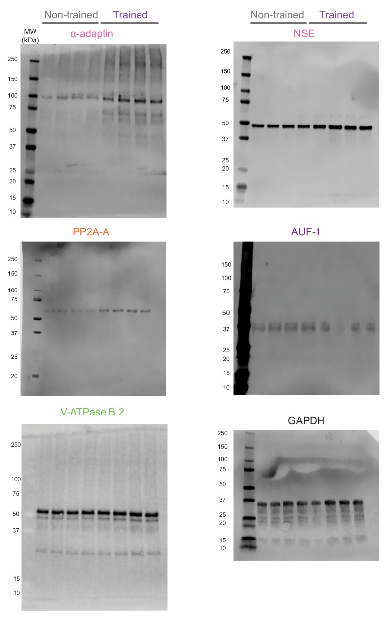 Figure 5—figure supplement 1.