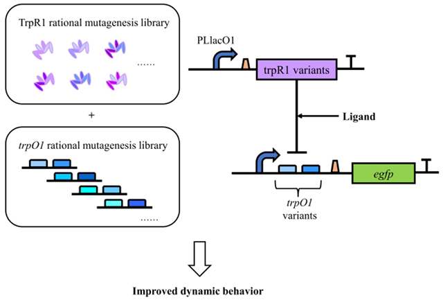 graphic file with name nihms-1968673-f0006.jpg