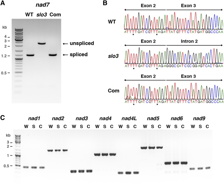 Figure 6.