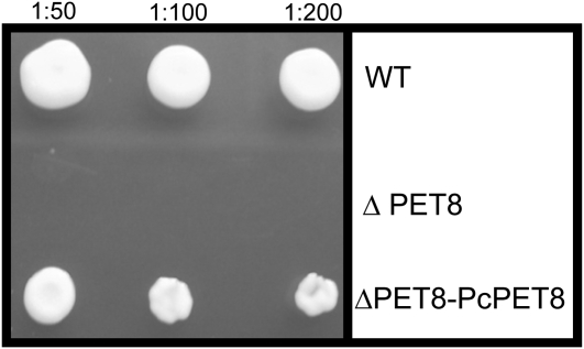 Figure 5.