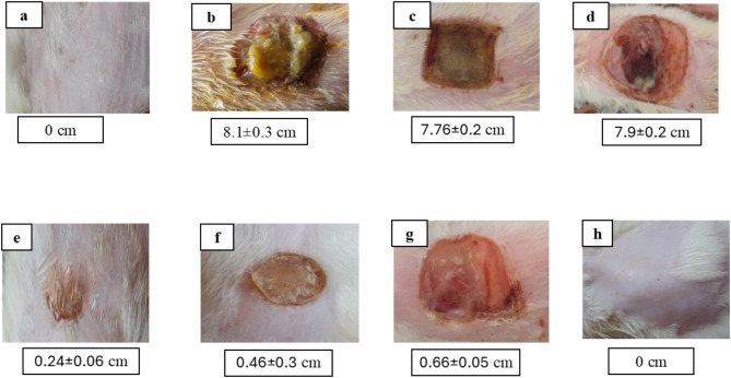 Fig. 5