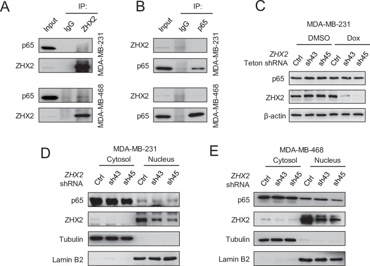 Figure 4—figure supplement 1.