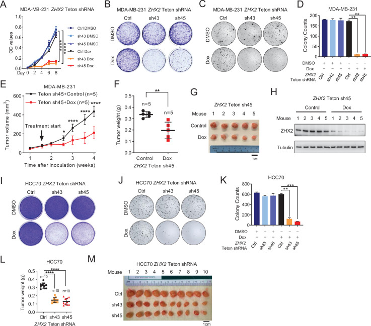 Figure 3—figure supplement 1.