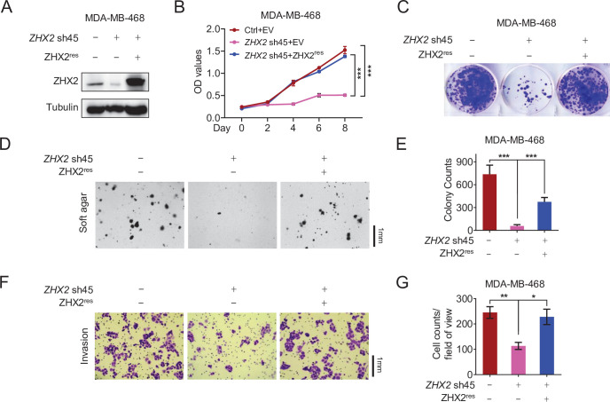 Figure 2—figure supplement 1.