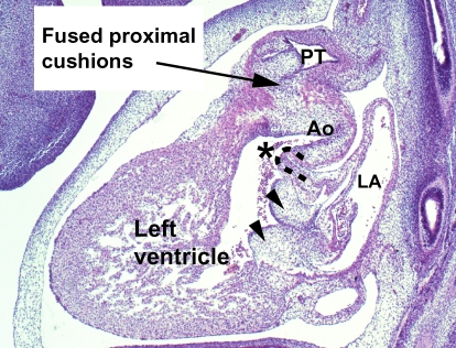 Fig. 12