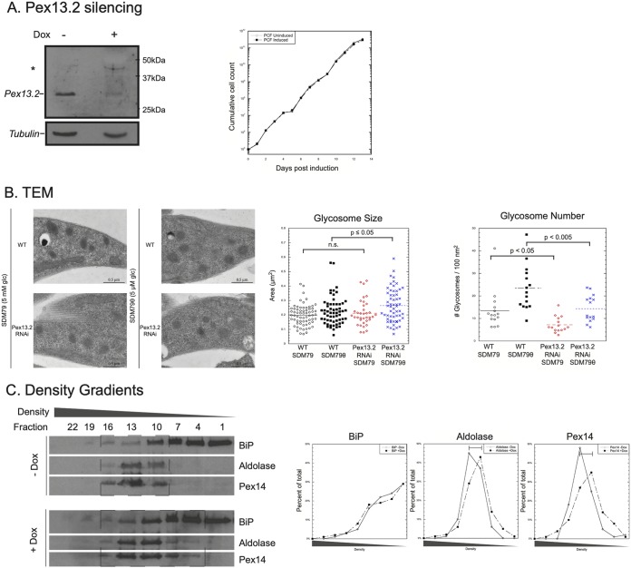 FIG 3