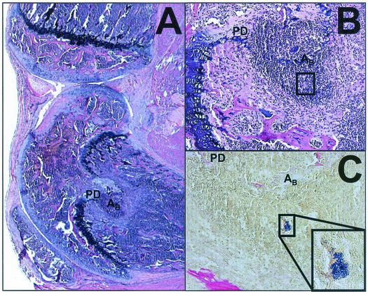 FIG. 2.