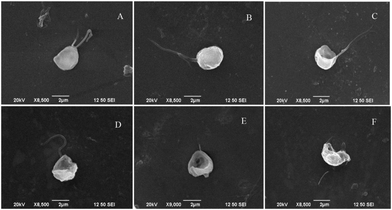 FIGURE 1