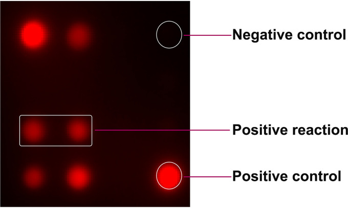 FIG 1