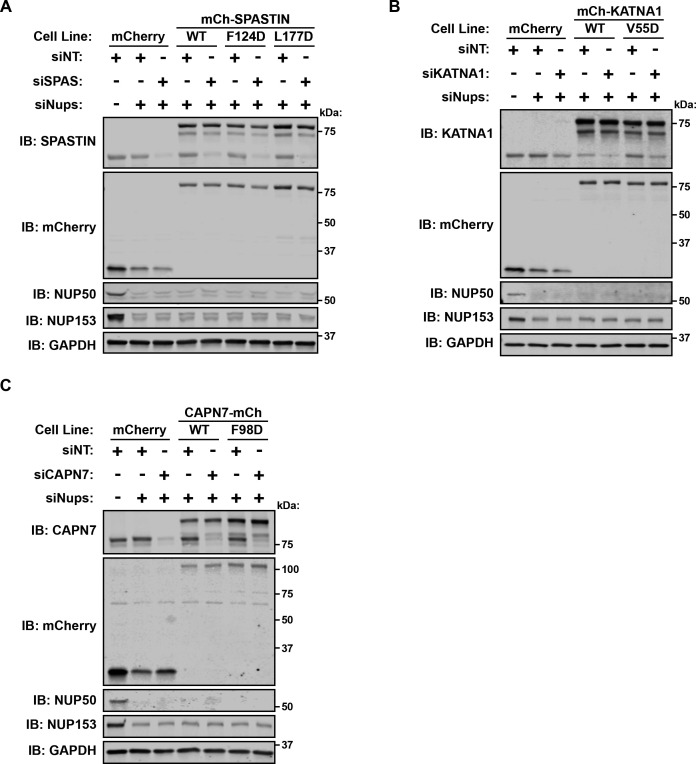 Figure 6—figure supplement 1.