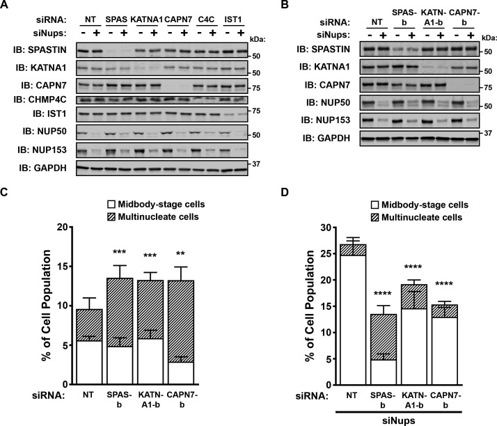 Figure 5—figure supplement 1.