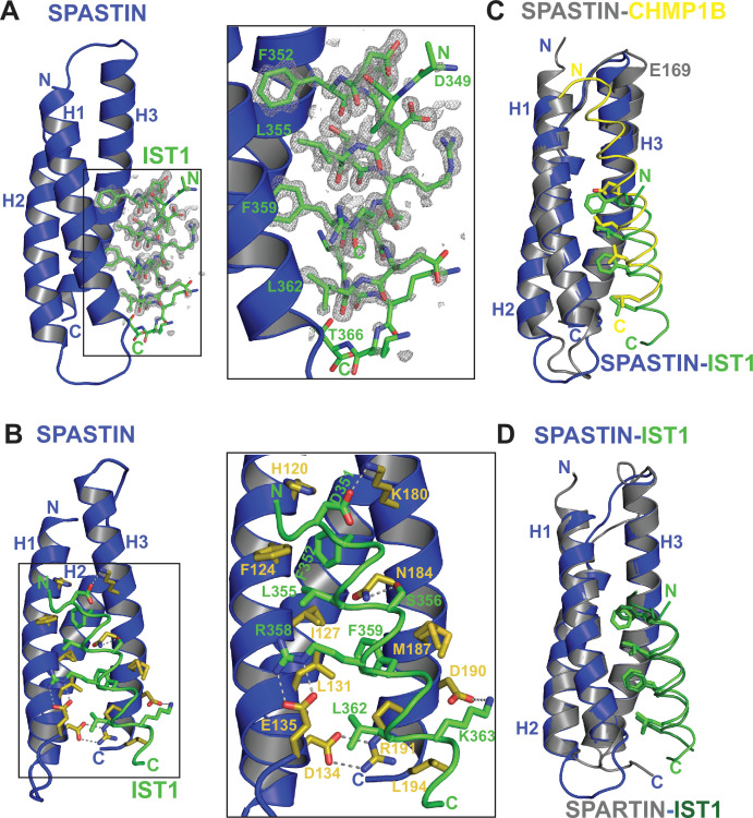 Figure 4—figure supplement 1.