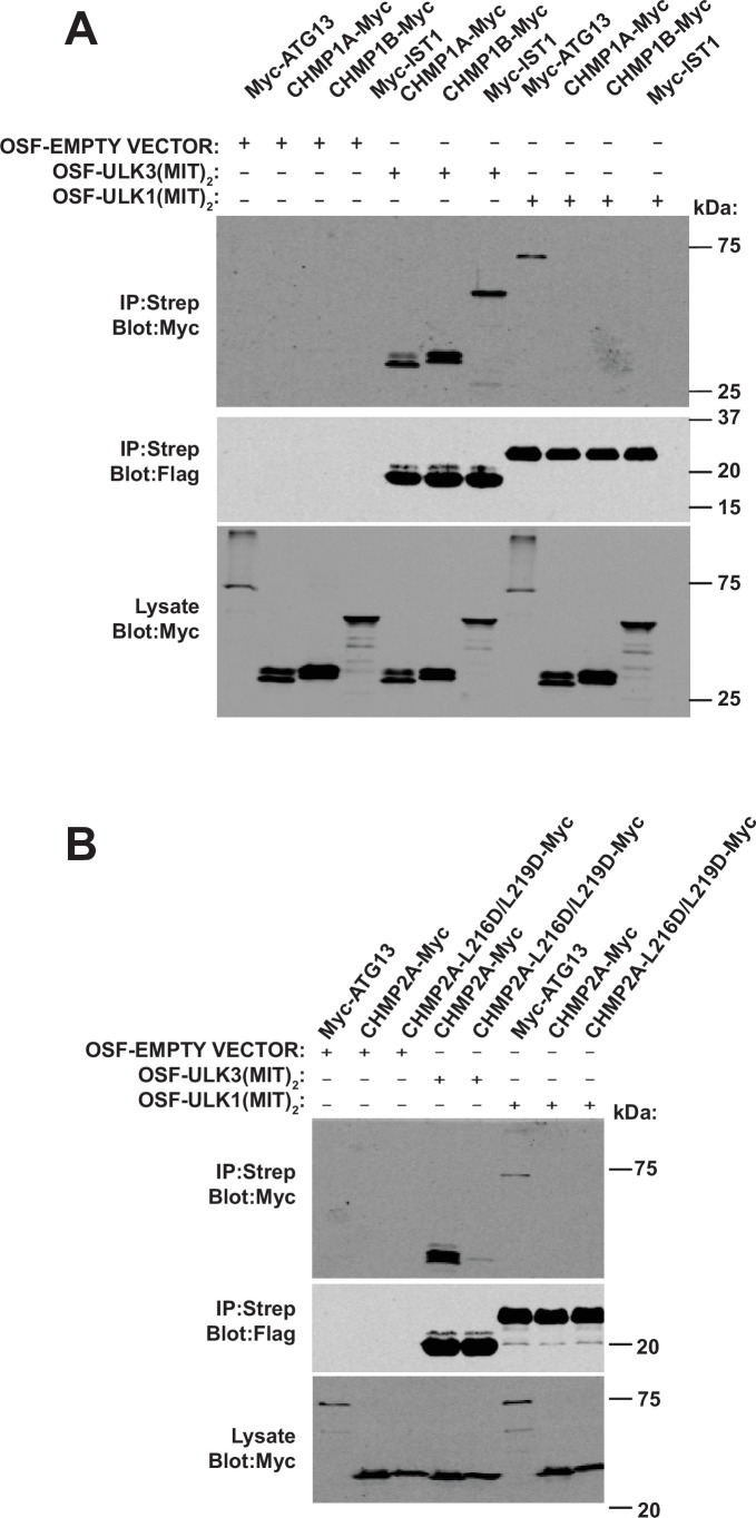 Figure 2—figure supplement 6.