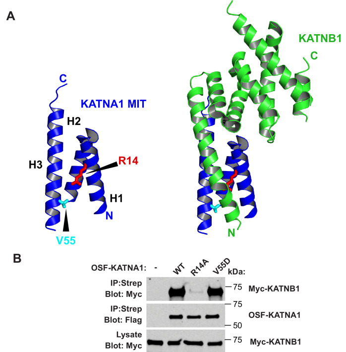 Figure 6—figure supplement 2.