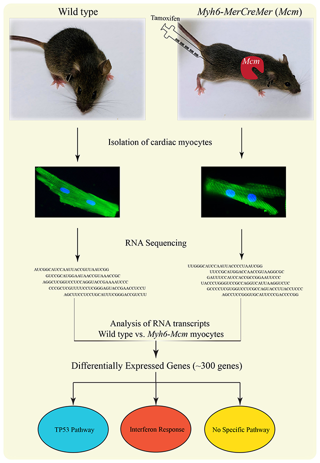 graphic file with name nihms-1770300-f0005.jpg