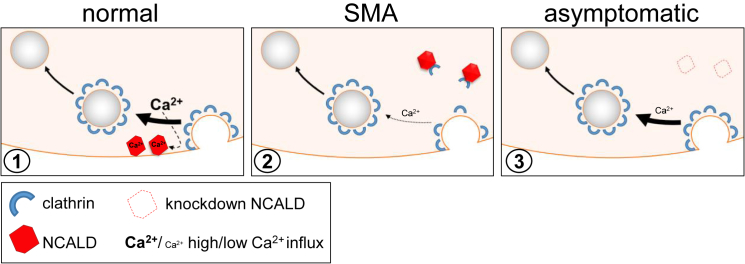 Figure 7