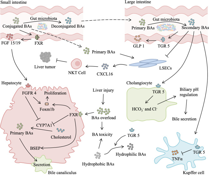 Figure 4