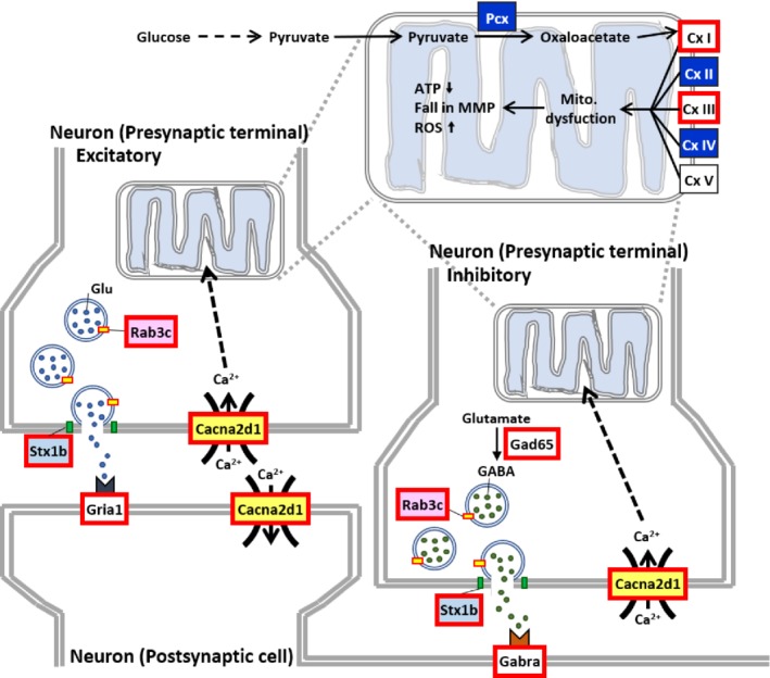 PATH-5374-FIG-0006-c