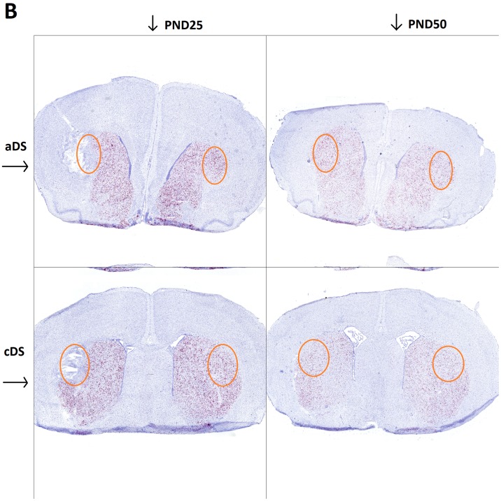 Fig 7