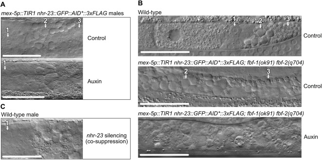 Fig. 5.