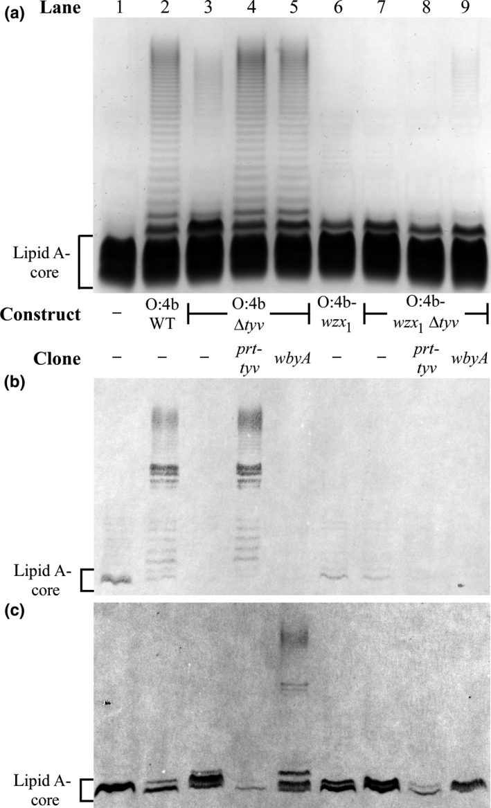 Figure 5